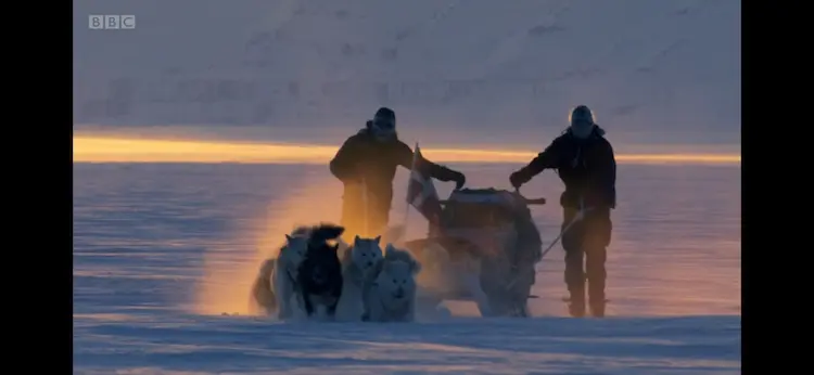 Domestic dog (Canis lupus familiaris) as shown in Frozen Planet - The Last Frontier